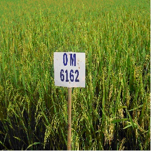 Ảnh bìa bài viết