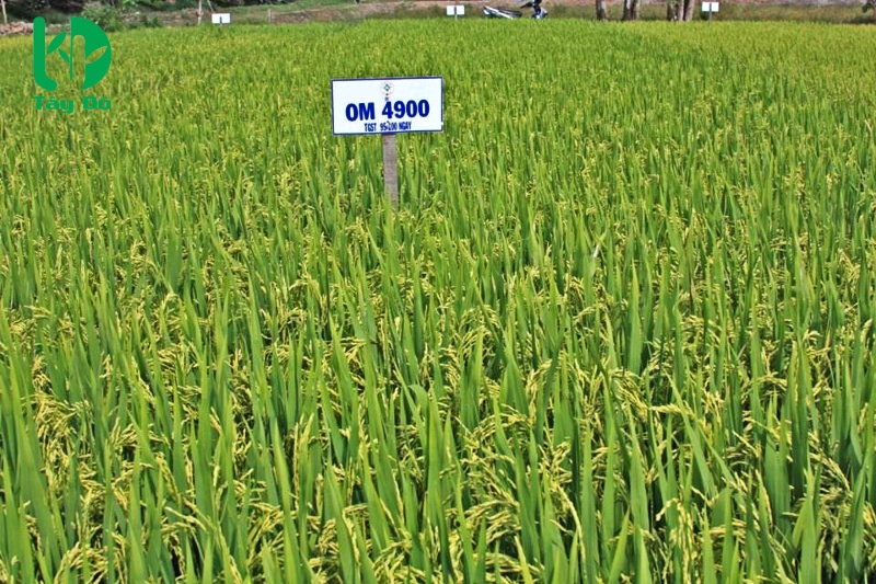 Ảnh bìa bài viết