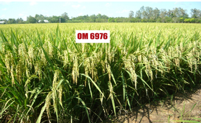 Ảnh bìa bài viết