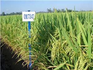 Ảnh bìa bài viết