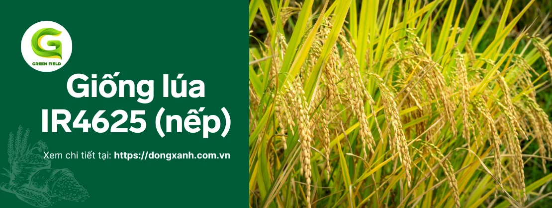 Ảnh bìa bài viết